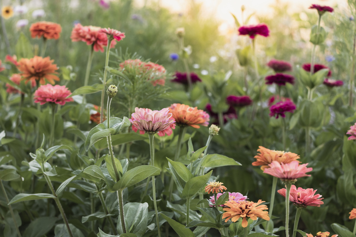 Orange Zinnia flowers on the left and dark red zinnia flowers on the right in a garden in Sacramento, CA, United States